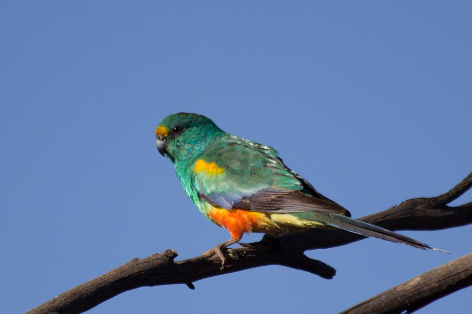 Mulga Parrot (Psephotus varius)